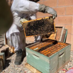 Overwintered full bee hive (collection April 2026)